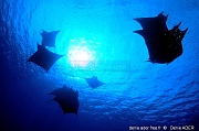 Mobula tarapacana diable de mer-Acores St Maria Ambrosio-19m-20170820-Denis-ADER-DSC_9502_tn_tn